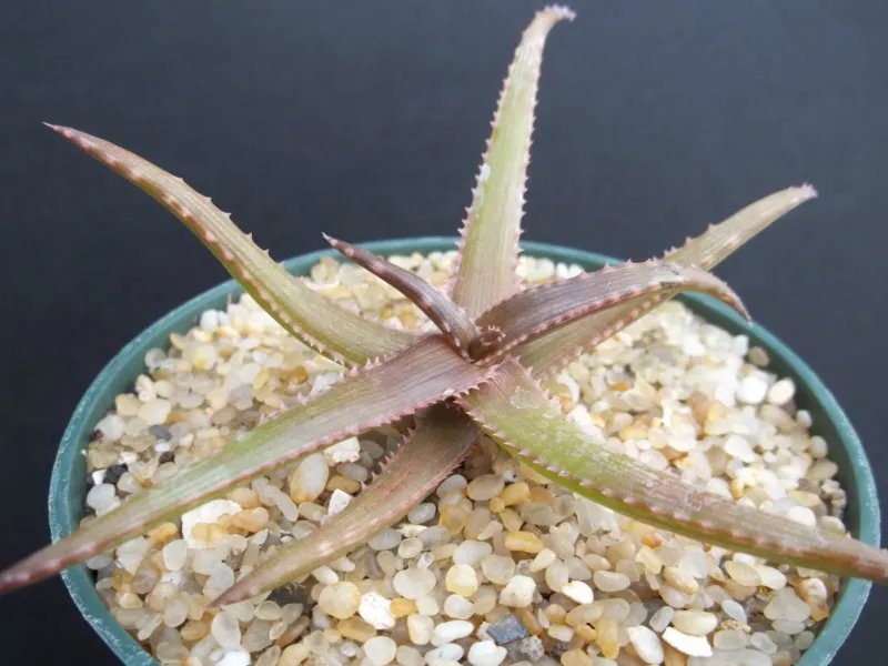 Hot Aloe Bakeri Exotic Rare Miniature Clustering Succulent Plant Cacti Cactus 4"" Pot