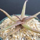 Hot Aloe Bakeri Exotic Rare Miniature Clustering Succulent Plant Cacti Cactus 4"" Pot