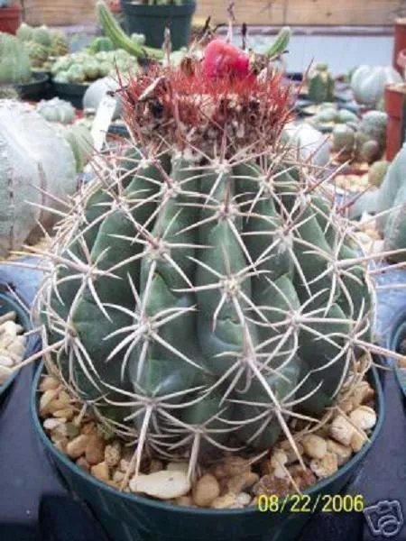 Hot Melocactus Curvispinus Turk'S Cap Flowering Cacti Rare Cactus Seed Aloe 50 Seeds