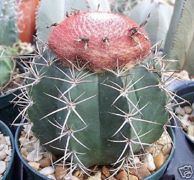 Hot Melocactus Bahiensis Exotic Cacti Succulent Outdoors Rare Cactus Seed 50 Seeds