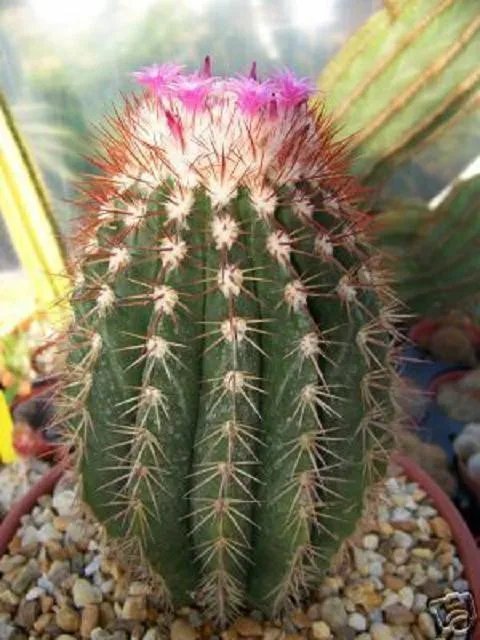 Hot Melocactus Broadwayi Exotic Bonsai Succulent Cacti Rare Cactus Seed 50 Seeds