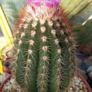 Hot Melocactus Broadwayi Exotic Bonsai Succulent Cacti Rare Cactus Seed 50 Seeds