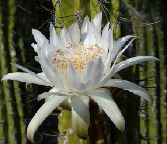 Hot Stetsonia Coryne @ Toothpick Cactus Argentine Columnar Cacti Rare Seed 20 Seeds