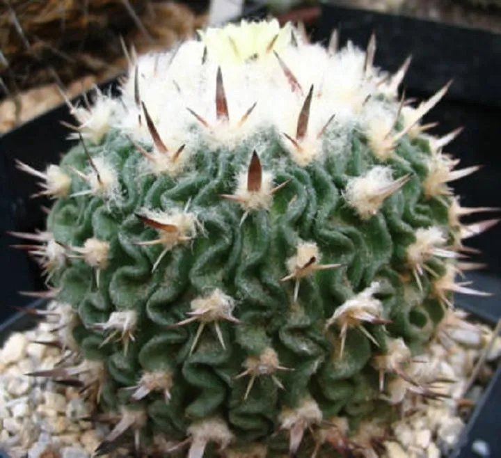 Hot Stenocactus Phyllanthus Echinofosulocactus Exotic Brain Cacti Rare Seed 20 Seeds