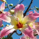Hot Chorisia Speciosa @@ Exotic Flowering Tree Silk Floss Bottle Baobab Seed 5 Seeds