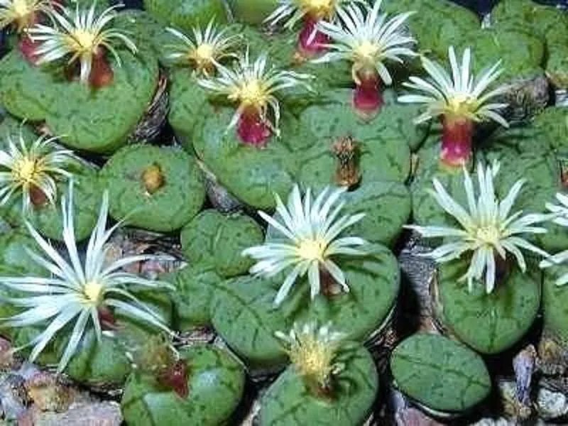 Hot Conophytum Uvaeforme Exotic Cactus Rare Living Stones Mesemb Cacti Seed 50 Seeds