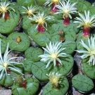 Hot Conophytum Uvaeforme Exotic Cactus Rare Living Stones Mesemb Cacti Seed 50 Seeds