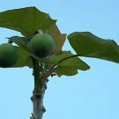 Hot Jatropha Curcas Rare Succulent Plant Biodiesel Oil Bonsai Cactus Seed 20 Seeds