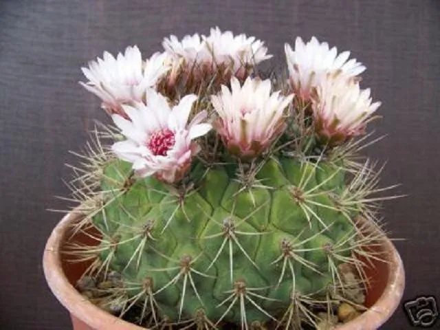 Hot Gymnocalycium Pflanzii, Rare Cactus Pink Flower Bonsai Semi Seed Cacti 50 Seeds