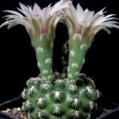 Hot Gymnocalycium Colochlorum @J@ Exotic Collector Flower Rare Cactus Seed 100 Seeds