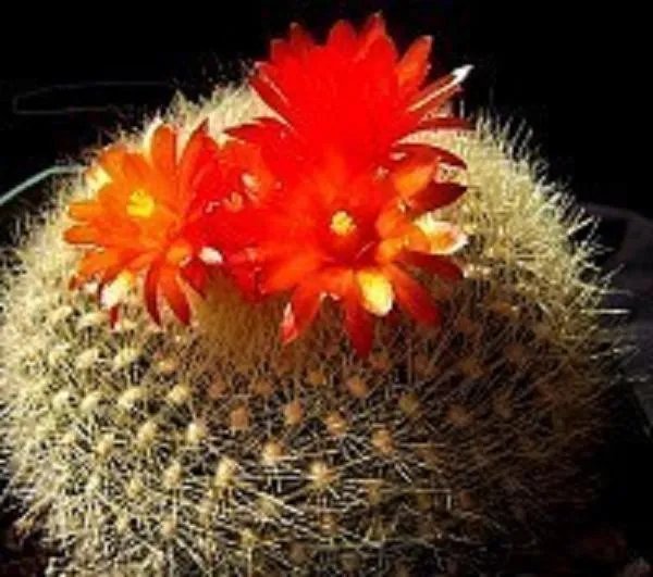 Hot Parodia Haselbergii Exotic Flowering Aloe Cacti Rare Cactus Notocactus 100 Seeds