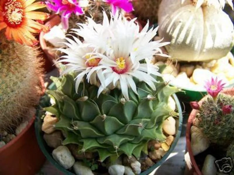 Hot Obregonia Denegrii Antichoke Plant Exotic Slow Grow Rare Cactus Seed 30 Seeds