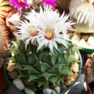 Hot Obregonia Denegrii Antichoke Plant Exotic Slow Grow Rare Cactus Seed 30 Seeds