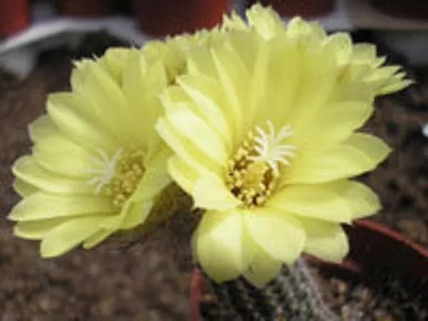Hot Frailea Gracillina Exotic Cacti Rare Cactus Bonsai Caudex Seed 50 Seeds