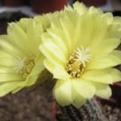 Hot Frailea Gracillina Exotic Cacti Rare Cactus Bonsai Caudex Seed 50 Seeds