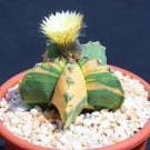 Hot Astrophytum Myriostigma Nudun Variegated Exotic Cacti Rare Cactus Seed 100 Seeds