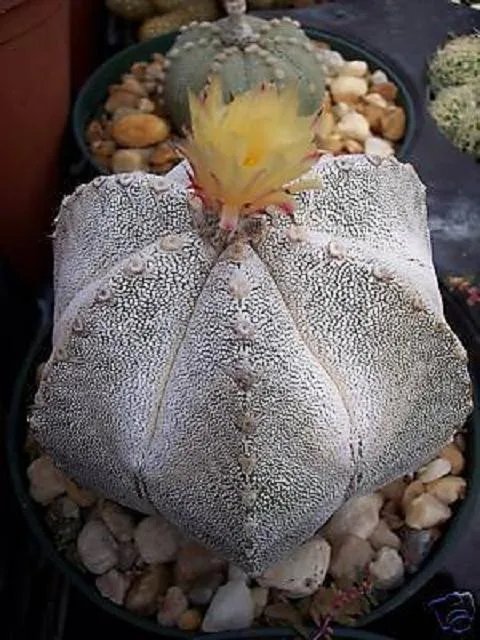 Hot Astrophytum Multicostatum Onzuka 6 Ribs Rare Japan V Cultivar Cactus 100 Seeds