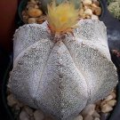 Hot Astrophytum Multicostatum Onzuka 6 Ribs Rare Japan V Cultivar Cactus 100 Seeds
