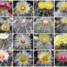 Hot Astrophytum Variety Mix Exotic Collector Cacti Aloe Rare Cactus Seed 50 Seeds