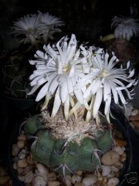 Hot Discocactus Eptacanthus Exotic Fragance Perfume Cacti Rare Cactus Seed 50 Seeds
