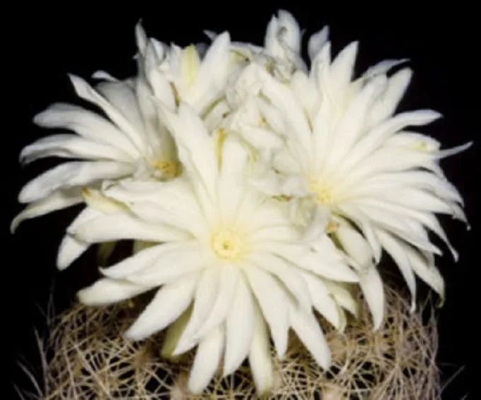 Hot Discocactus Araneispinus, Exotic Perfume Fragant Flower Cacti Rare Seed 50 Seeds