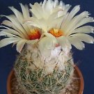 Hot Coryphantha Reduncispina Exotic Succulent Cacti Rare Bonsai Cactus Seed 50 Seeds