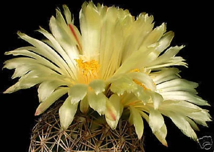 Hot Coryphantha Radians Exotic Rare Succulent Bonsai Aloe Cactus Seed Cacti 50 Seeds