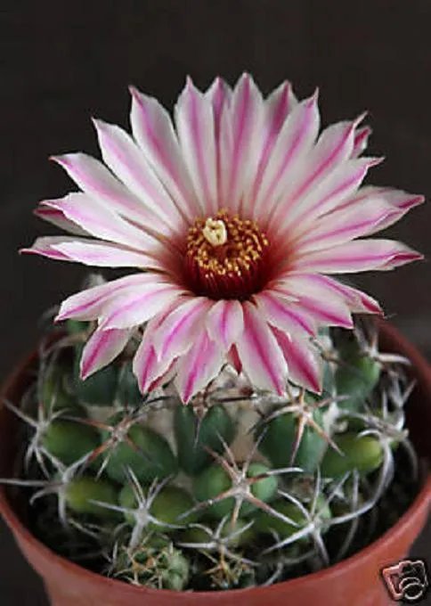 Hot Coryphantha Elephantidens Exotic Rare Cactus Bonsai Cacti Globular Seed 50 Seeds