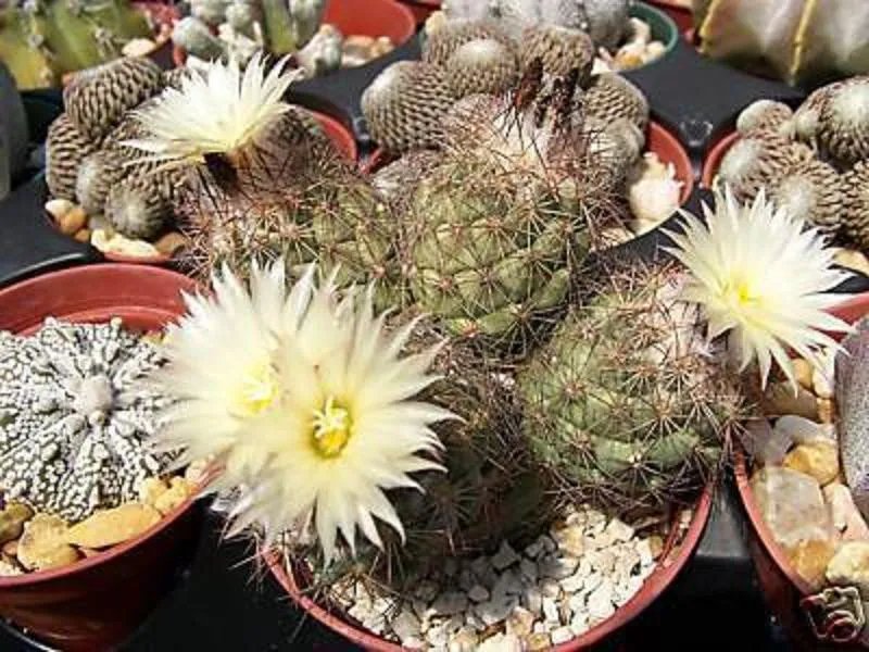 Hot Coryphantha Durangensis Exotic Rare Cactus Bonsai Succulent Seed Cacti 50 Seeds
