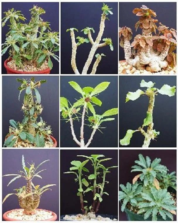 Hot Dorstenia Variety Mix, Exotic Rare Pachycaul Cactus Caudex Bonsai Seed 20 Seeds