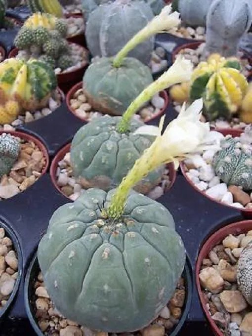 Hot Matucana Madissoniorun Albiflora White Flower Cacti Rare Bonsai Cactus 50 Seeds