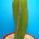 Hot Dragon Fruit Pitaya Exotic Cactus Collection Cacti Edible Good Eat Plant 4"" Pot