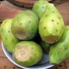 Hot Opuntia Lasiacantha Y Nopal Edible Cactus Nopalea Juice Nopalina Seed 50 Seeds
