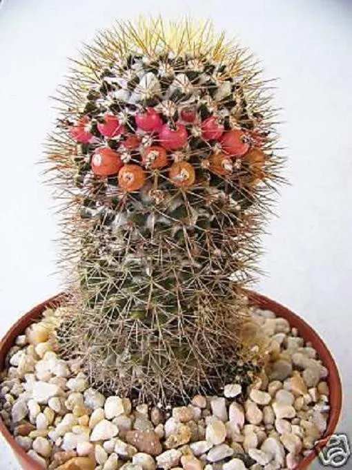 Hot Mammillaria Nivosa Exotic Pincushion Flower Cacti Rare Cactus Aloe Seed 50 Seeds