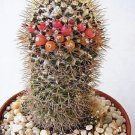 Hot Mammillaria Nivosa Exotic Pincushion Flower Cacti Rare Cactus Aloe Seed 50 Seeds