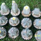 Hot Astrophytum Myriostigma Mix @J@ Exotic Globular Cacti Rare Cactus Seed 200 Seeds