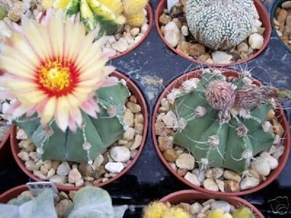 Hot Astrophytum Asterias Niveun Rare Exotic Hybrid Cacti Flowering Cactus 100 Seeds