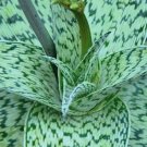 Hot Aloe Cv Delta Lights Hybrid Exotic Color Succulent Rare Flowering Seed 10 Seeds