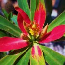 Hot Euphorbia Punicea, Jamaican Poinsettia Rare Xeriscaping Pre Bonsai Seed 5 Seeds