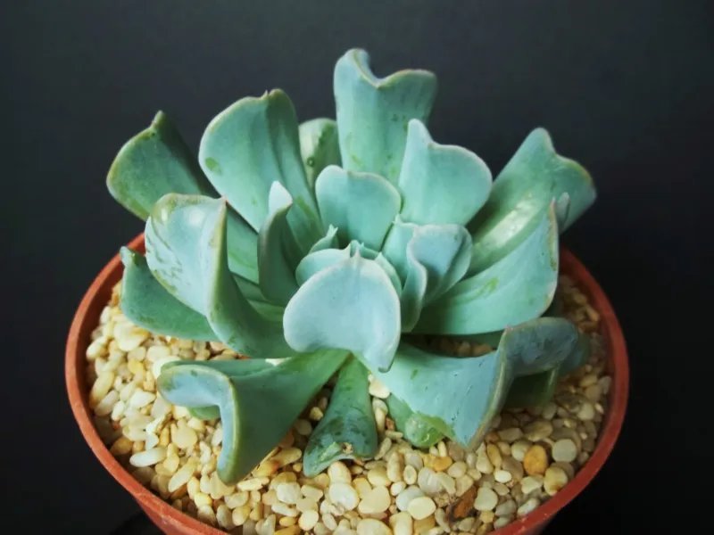 Hot Echeveria Runyonii Cv. Topsy Turvy Rare Flower Succulent Cactus Plant 4"" Pot