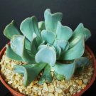 Hot Echeveria Runyonii Cv. Topsy Turvy Rare Flower Succulent Cactus Plant 4"" Pot