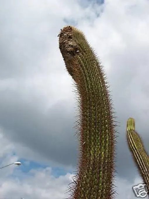 Hot Coleocephalocereus Goebelianus Columnar Cacti Rare Flower Cactus Seed 30 Seeds