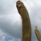 Hot Coleocephalocereus Goebelianus Columnar Cacti Rare Flower Cactus Seed 30 Seeds