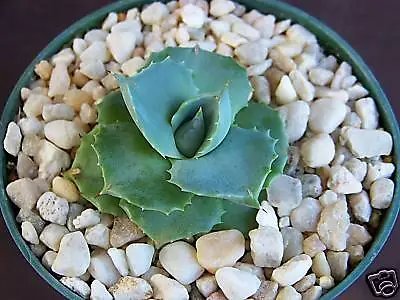 Hot Agave Isthmensis Rare Succulent Plant Miniature Rose Bonsai Cactus Cacti 4"" Pot