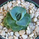 Hot Agave Isthmensis Rare Succulent Plant Miniature Rose Bonsai Cactus Cacti 4"" Pot