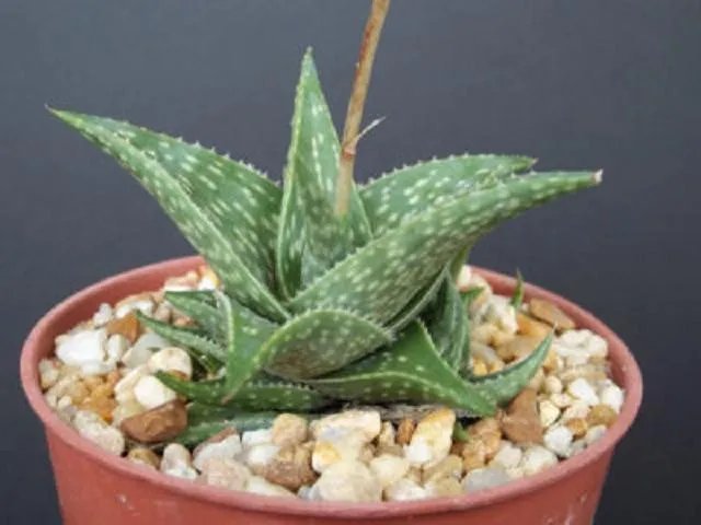 Hot Aloe Cv Blue Mist Hybrid Exotic Raren Color Outdoor Succulent Plant Cacti 4 Pot