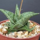 Hot Aloe Cv Blue Mist Hybrid Exotic Raren Color Outdoor Succulent Plant Cacti 4 Pot