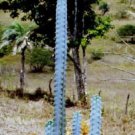 Hot Pilosocereus Pentaedrophorus @@ Rare Exotic Columnar Cacti Cactus Seed 500 Seeds
