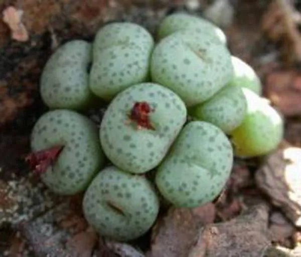 Hot Conophytum Truncatum Exotic Cactus Rare Living Stones Mesemb Cacti Seed 50 Seeds