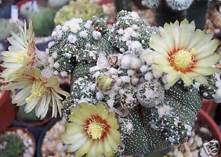 Hot Astrophytum Asterias Kabuto Montrose Rare Japan Cultivar Cactus Seed 20 Seeds